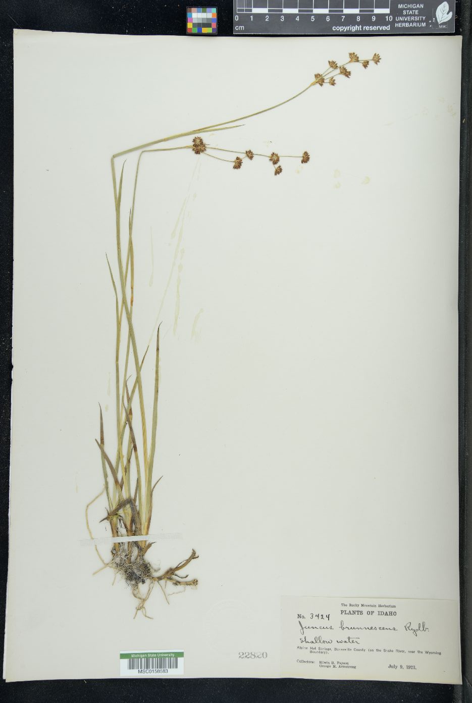 Juncus brunnescens image
