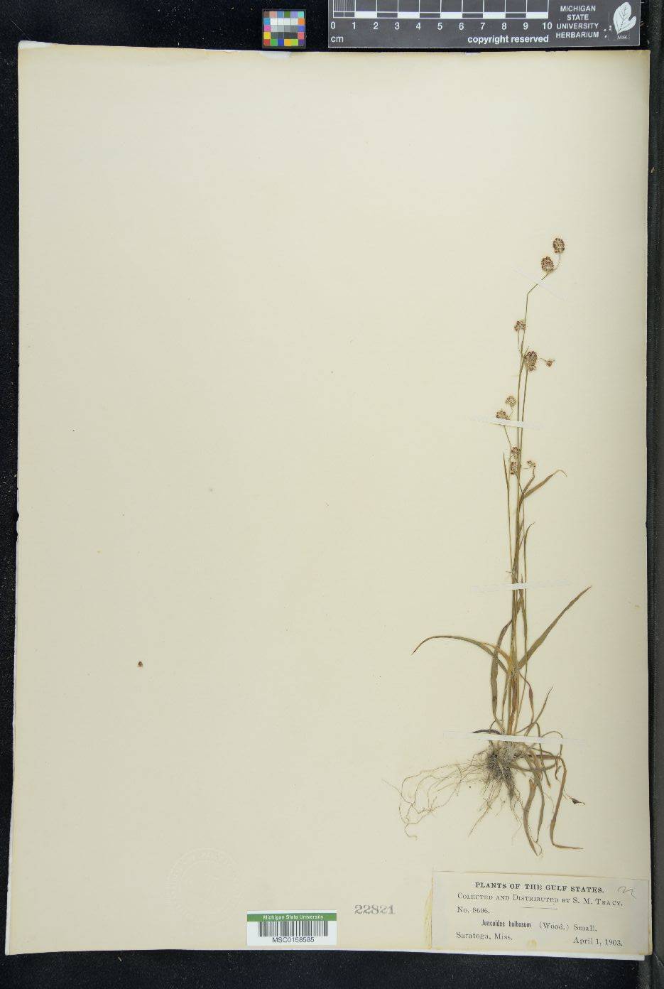 Juncus bulbosus image