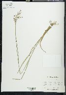 Juncus biflorus image