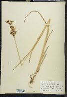 Juncus biflorus image