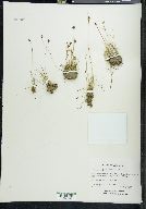 Juncus biglumis image