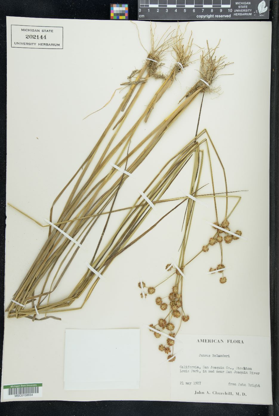 Juncus bolanderi image