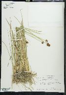 Juncus bolanderi image