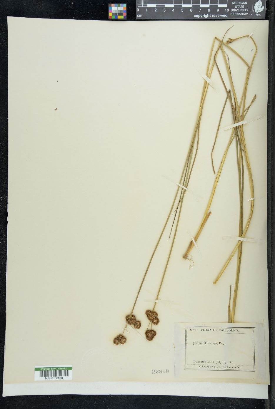 Juncus bolanderi image