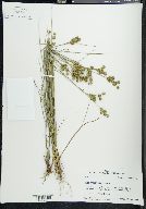 Juncus brachycarpus image