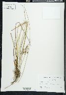 Juncus coriaceus image