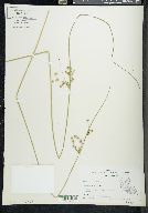 Juncus coriaceus image