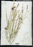 Juncus coriaceus image