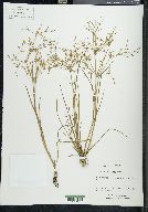 Juncus diffusissimus image