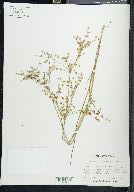 Juncus diffusissimus image