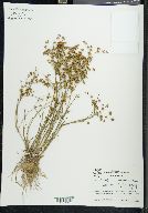 Juncus diffusissimus image