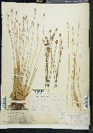 Juncus drummondi image