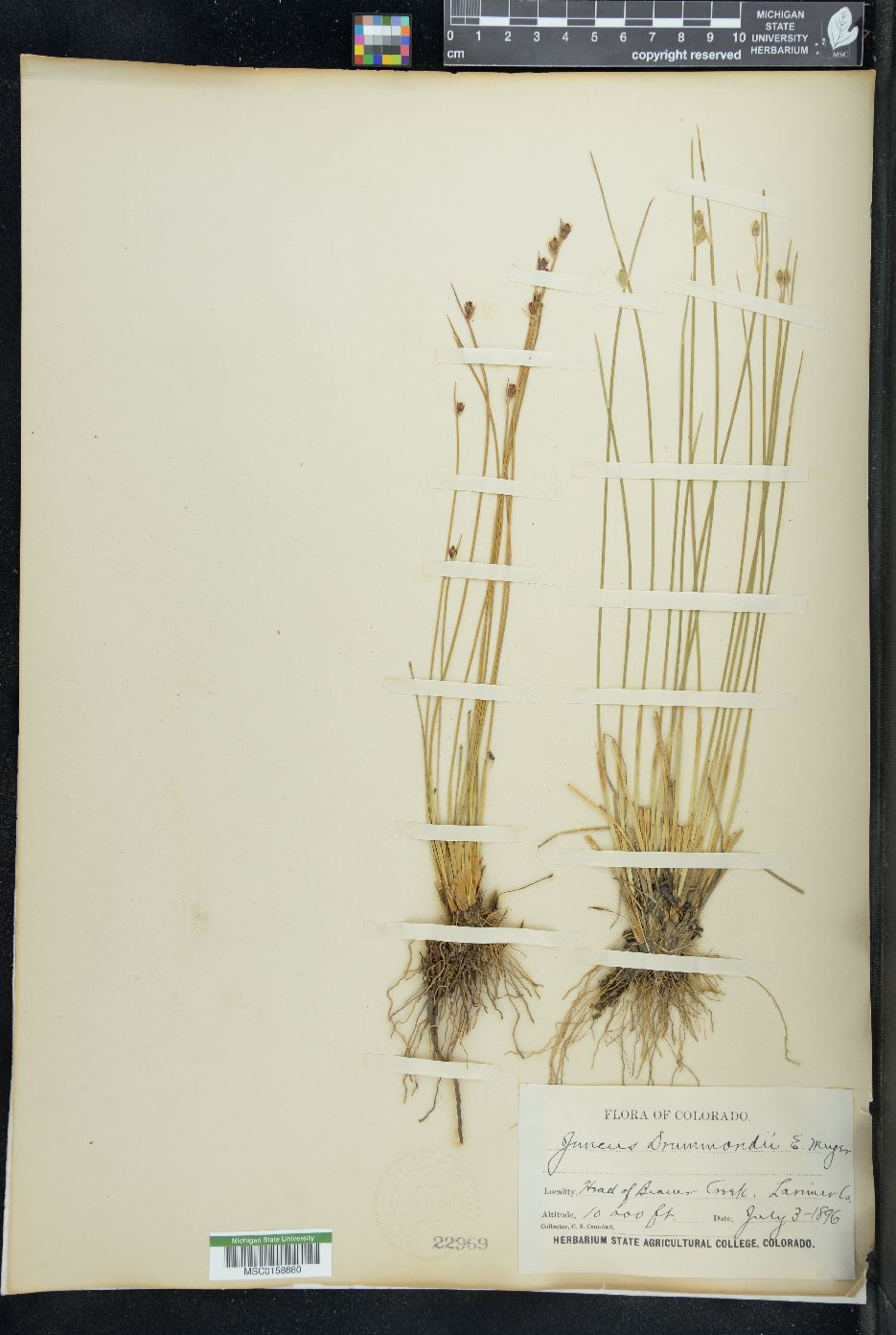 Juncus drummondi image