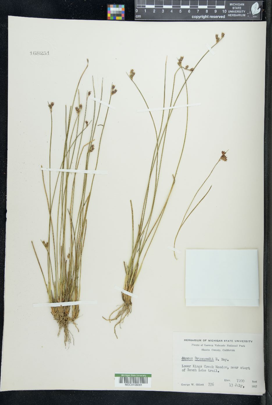 Juncus drummondi image
