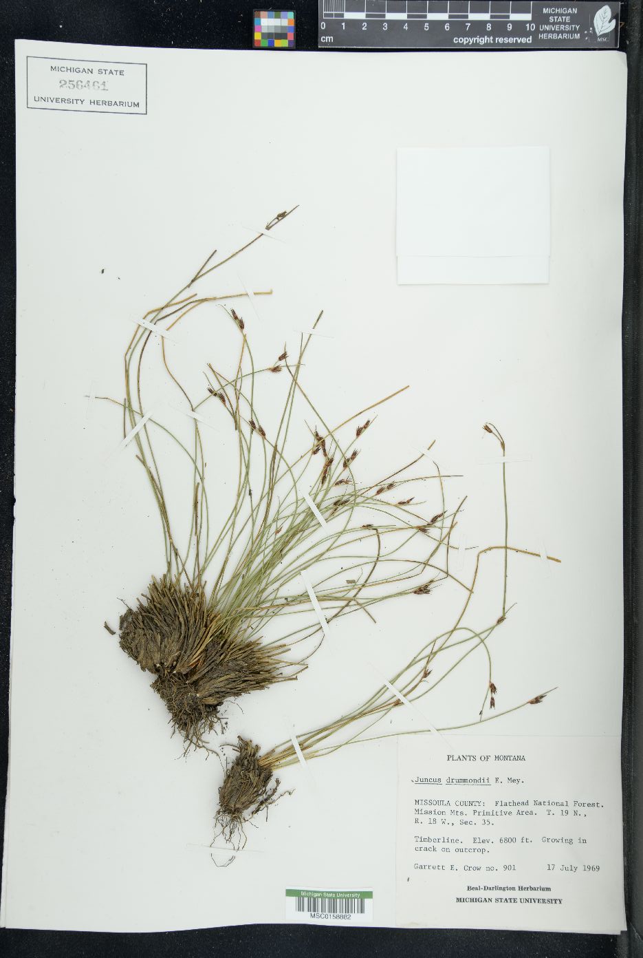 Juncus drummondi image