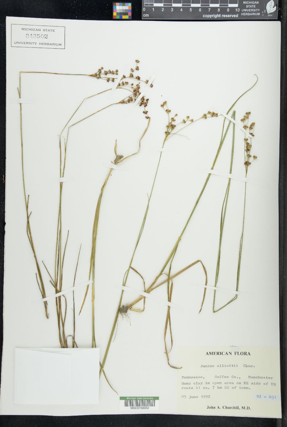 Juncus elliottii image