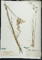 Juncus elliottii image