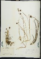 Juncus falcatus image