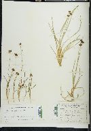 Juncus falcatus image