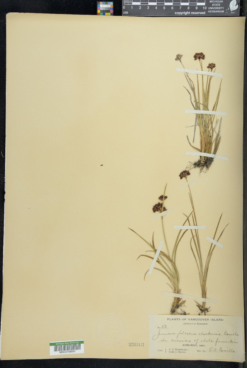Juncus falcatus image