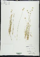 Juncus filipendulus image