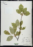 Prunus avium image