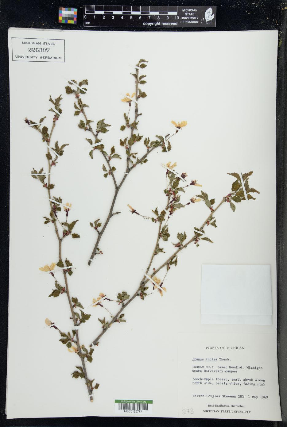 Prunus incisa image