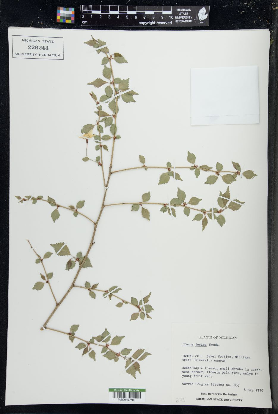 Prunus incisa image