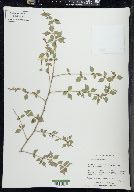 Prunus incisa image