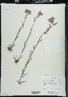 Castilleja coccinea image