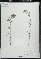 Castilleja coccinea image