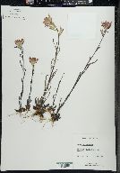 Castilleja coccinea image