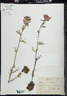 Castilleja coccinea image