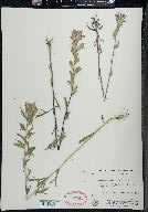 Castilleja coccinea image