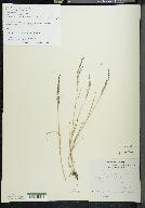 Poa glauca image