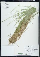 Carex seorsa image