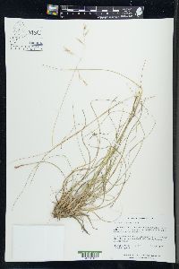 Danthonia compressa image