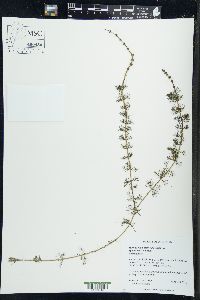 Myriophyllum sibiricum image