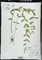 Scutellaria galericulata image