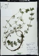 Bidens beckii image