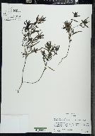 Melampyrum lineare image