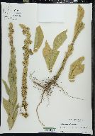 Verbascum densiflorum image