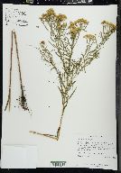 Euthamia remota image