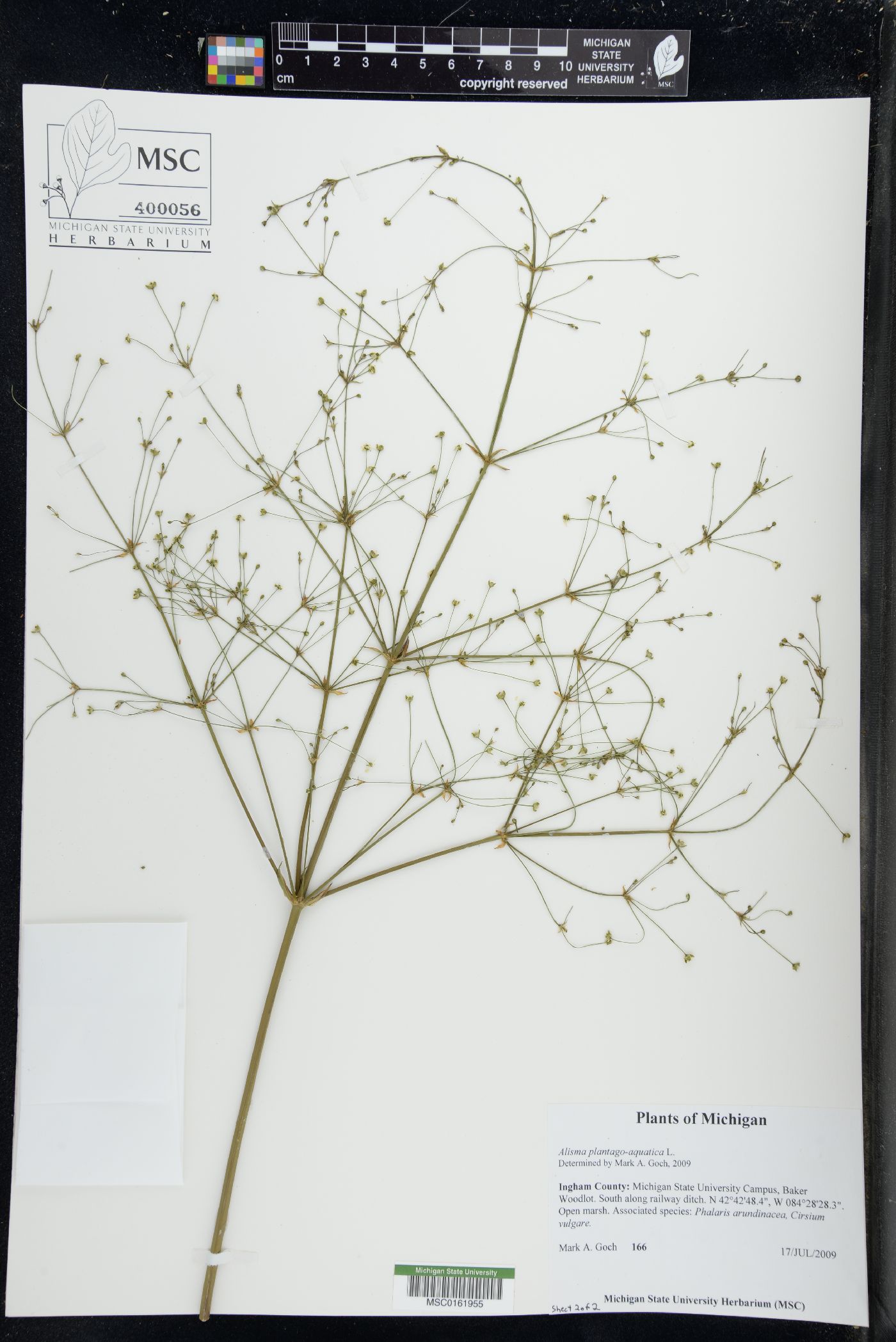 Alisma plantago-aquatica image