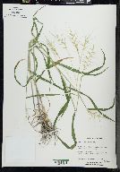 Elymus hystrix image