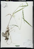 Elymus hystrix image