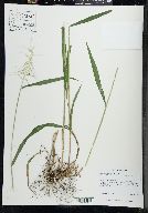 Elymus hystrix image