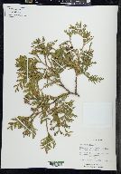 Thuja occidentalis image