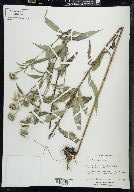 Helianthus giganteus image