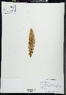 Conopholis americana image